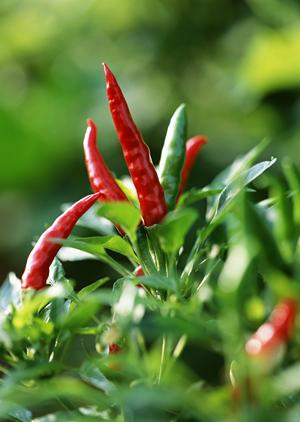 浜松の美味しいうなぎを取り寄せましょう